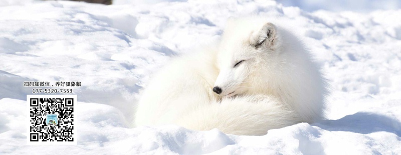 貂、狐貍、貉等毛皮動物生長所需的維生素從哪兒獲?。俊究档囟黟B(yǎng)毛皮】