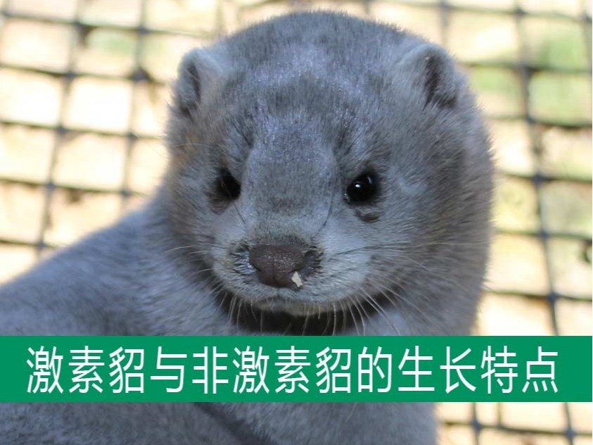 激素貂與非激素貂的生長(zhǎng)發(fā)育特點(diǎn)相同嗎？【康地恩養(yǎng)貂】