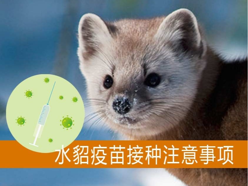 水貂疫苗接種注意事項(xiàng)【康地恩養(yǎng)貂】