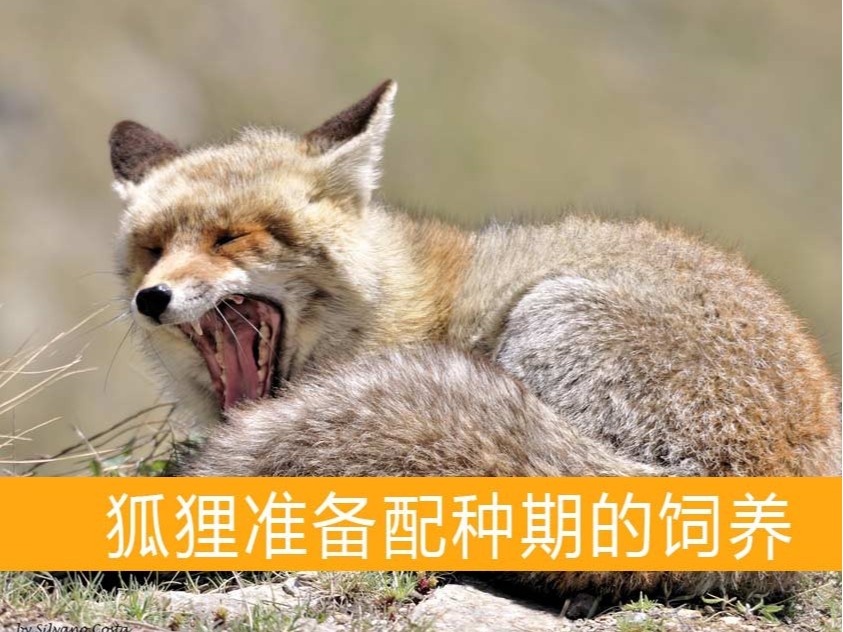 狐貍準(zhǔn)備配種期的飼養(yǎng)【康地恩毛皮動(dòng)物養(yǎng)殖】