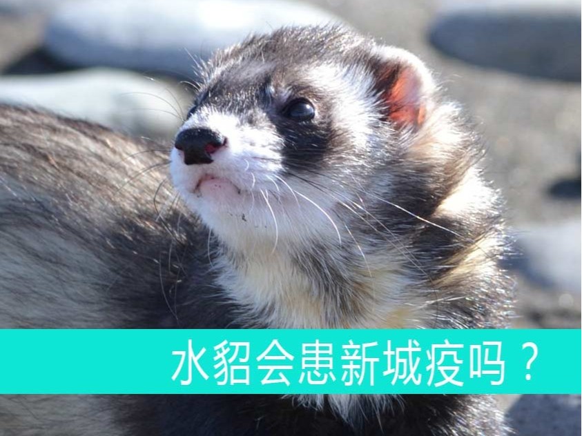 水貂會(huì)患新城疫嗎？【康地恩貂狐貉飼養(yǎng)】