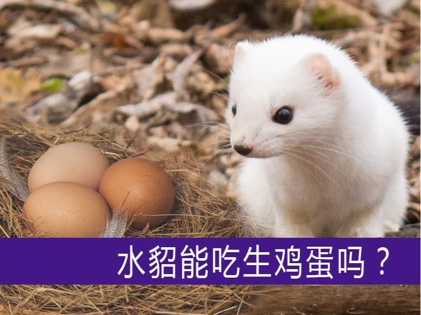 水貂能吃生雞蛋嗎？【康地恩養(yǎng)貂】