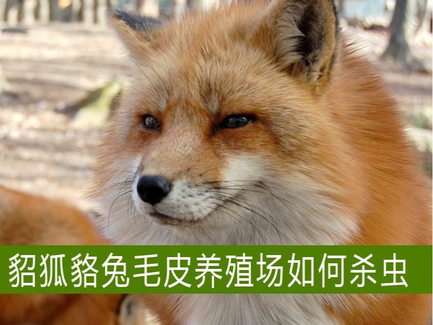 貂狐貉兔等毛皮養(yǎng)殖場(chǎng)如何殺蟲？【康地恩特養(yǎng)】