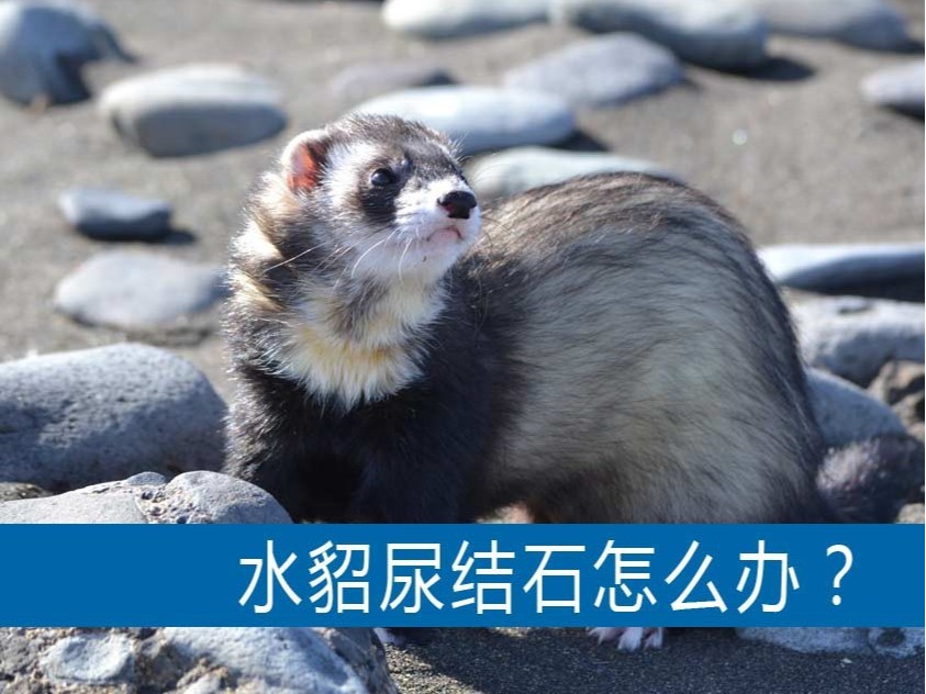水貂尿結(jié)石怎么辦？【康地恩養(yǎng)貂】