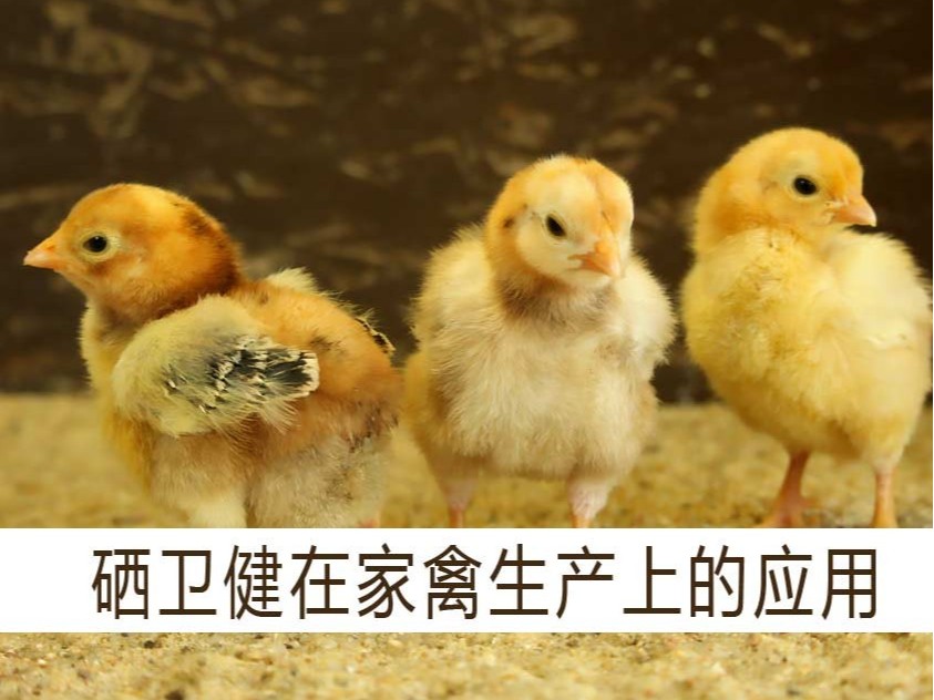 康地恩硒衛(wèi)健在家禽生產(chǎn)上的應用