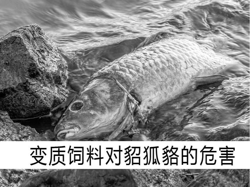 變質(zhì)飼料對(duì)貂狐貉的危害【康地恩毛皮飼養(yǎng)】