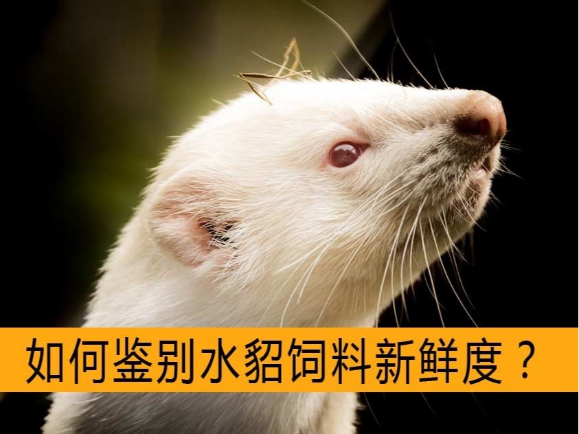 如何鑒別水貂飼料新鮮度？【康地恩毛皮飼養(yǎng)】