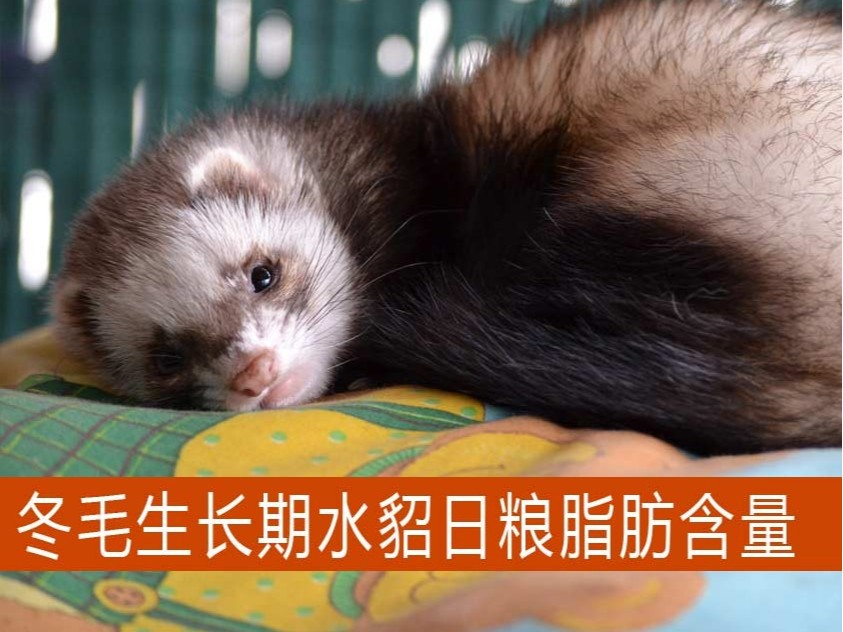 冬毛生長(zhǎng)期水貂日糧脂肪含量多少適宜？【康地恩養(yǎng)貂】