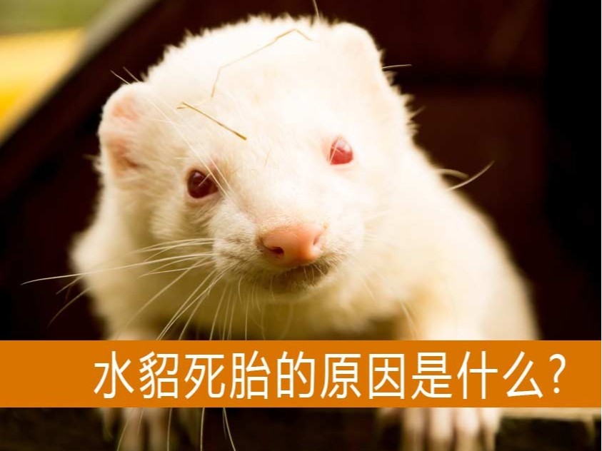 造成水貂死胎的原因是什么？【康地恩養(yǎng)貂】