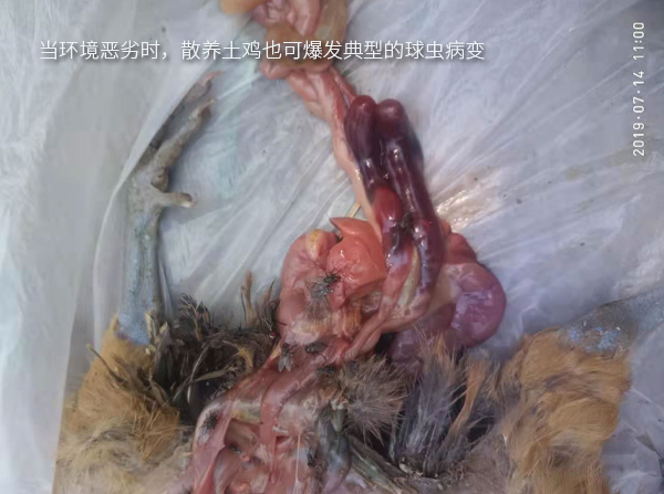 當(dāng)環(huán)境惡劣時(shí)，散養(yǎng)土雞也可爆發(fā)典型的球蟲病變