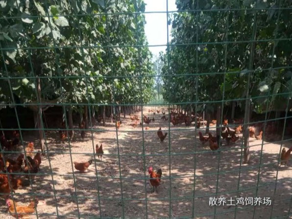 散養(yǎng)土雞飼養(yǎng)場(chǎng)