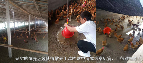 惡劣的飼養(yǎng)環(huán)境使得散養(yǎng)土雞的球蟲病成為常見病，且很難根除