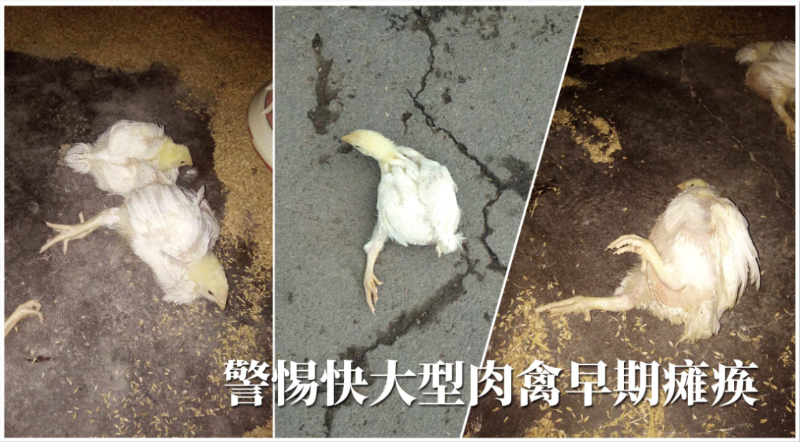 快大型肉禽早期缺硒性癱瘓?jiān)趺崔k？【康地恩養(yǎng)殖】