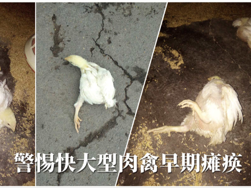 快大型肉禽早期缺硒性癱瘓怎么辦？【康地恩養(yǎng)殖】
