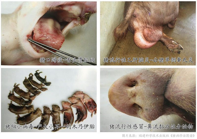 常見引起母豬流產(chǎn)、死胎疾病鑒別表-豬藥廠家-青島康地恩