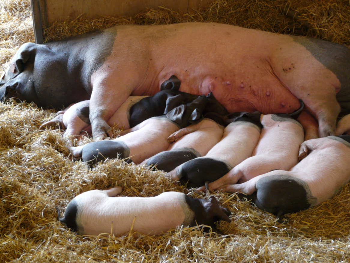《青島康地恩常見引起母豬流產(chǎn)、死胎疾病鑒別表》