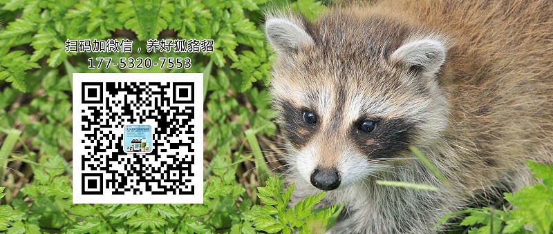 貂、狐、貉易患病分類【康地恩特養(yǎng)】