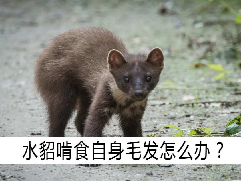 水貂啃食自身毛發(fā)怎么辦？【康地恩養(yǎng)貂】