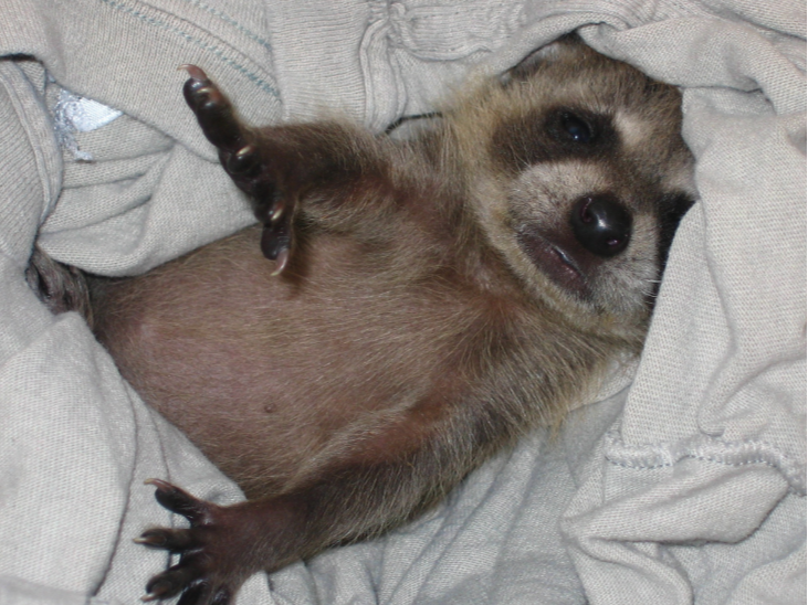 【青島康地恩特養(yǎng)】種貉恢復(fù)期該如何管理？