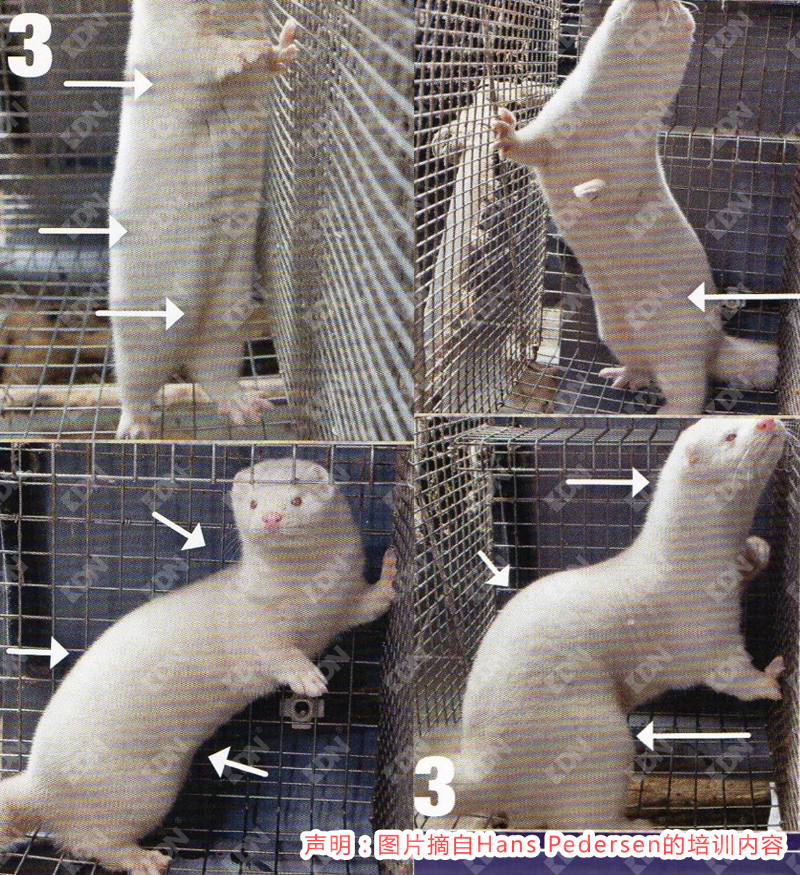 摘自Hans Pedersen改良水貂的飼養(yǎng)管理要點(diǎn)-青島康地恩
