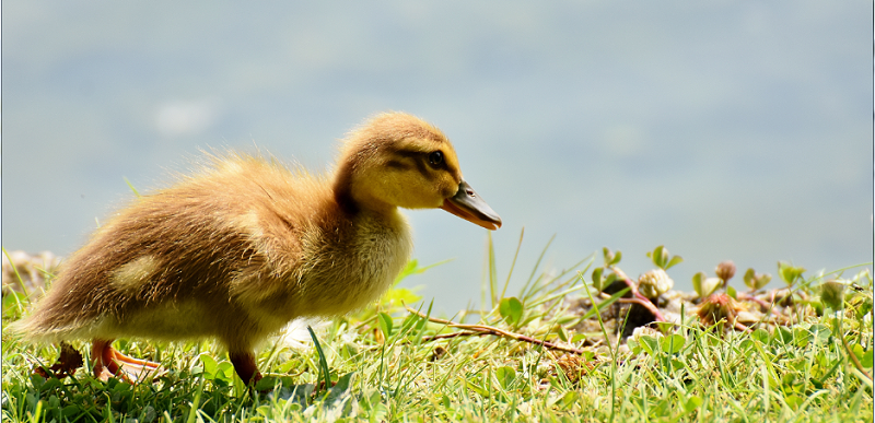 雛鴨黃曲霉毒素中毒怎么辦？聽(tīng)聽(tīng)康地恩怎么說(shuō)！