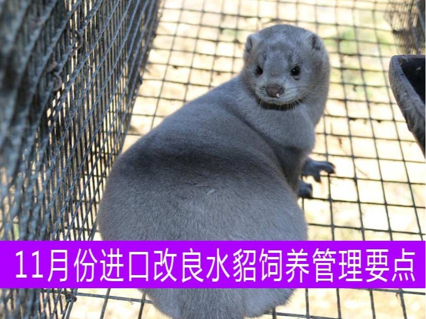 【康地恩特養(yǎng)】11月份進(jìn)口改良水貂飼養(yǎng)管理要點(diǎn)