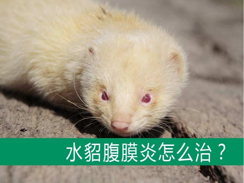 貂狐貉兔毛皮動(dòng)物用藥廠家批發(fā)-青島康地恩