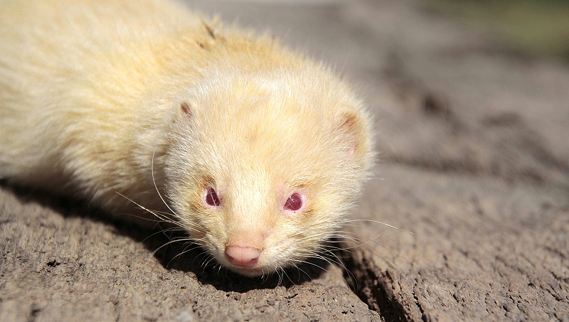 貂狐貉兔毛皮動(dòng)物用藥廠家批發(fā)-青島康地恩