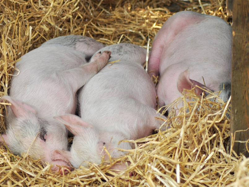 康地恩教您如何鑒別：豬瘟、豬肺疫、豬丹毒、仔豬副傷寒