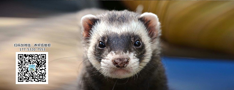 水貂尿結石怎么辦？【康地恩養(yǎng)貂】