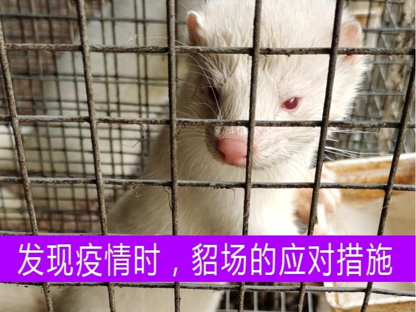 發(fā)現(xiàn)疫情時(shí)，貂場(chǎng)應(yīng)采取什么樣的應(yīng)對(duì)措施？【康地恩養(yǎng)貂】