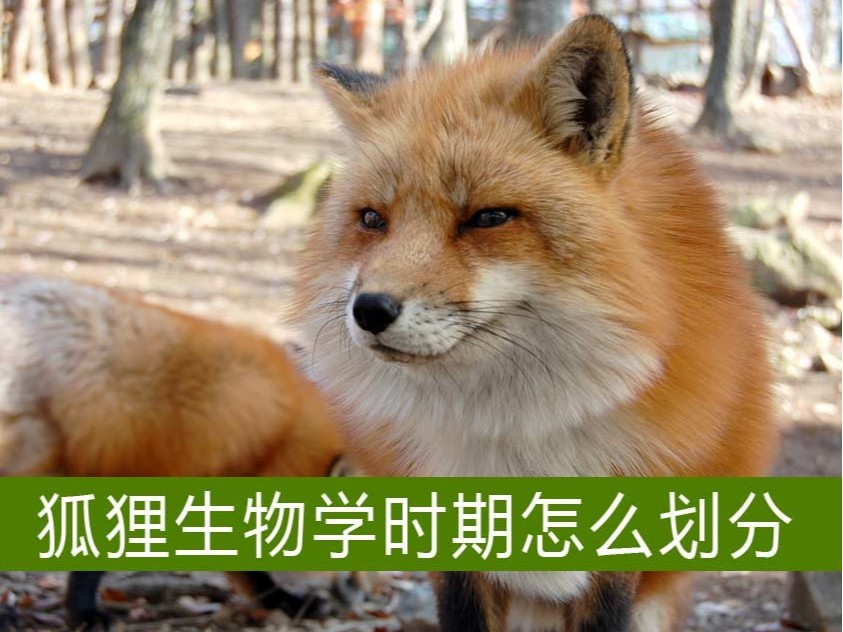 狐貍生物學(xué)時(shí)期怎么劃分？【康地恩毛皮養(yǎng)殖】