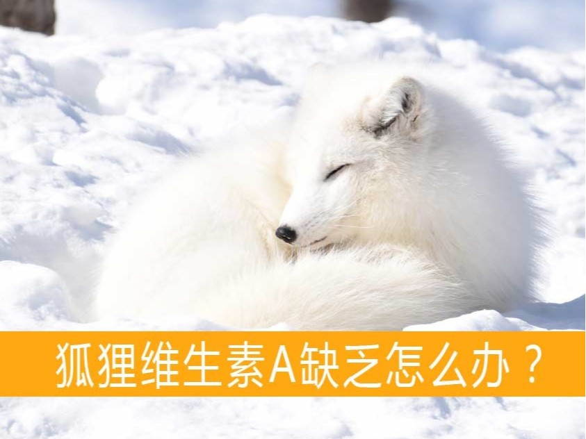 狐貍維生素A缺乏怎么辦？【康地恩貂狐貉飼養(yǎng)】