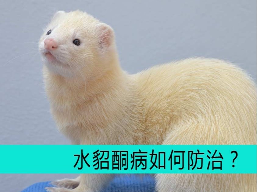 毛皮動(dòng)物用藥廠家批發(fā)-青島康地恩