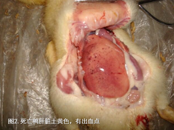 死亡鴨肝臟土黃色，有出血點(diǎn)