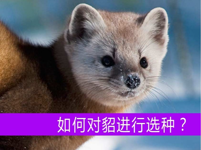 如何對(duì)貂進(jìn)行選種？【康地恩毛皮動(dòng)物養(yǎng)殖】