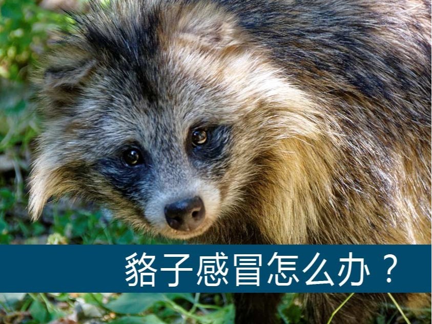 貉子感冒怎么辦？【康地恩養(yǎng)貉】