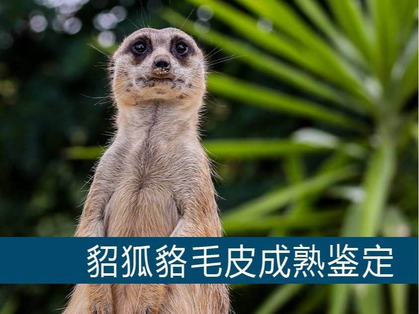 貂狐貉毛皮成熟鑒定【康地恩毛皮動(dòng)物養(yǎng)殖】