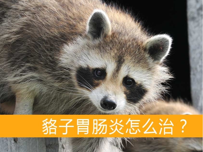貉子胃腸炎怎么治？【康地恩毛皮動(dòng)物用藥批發(fā)】