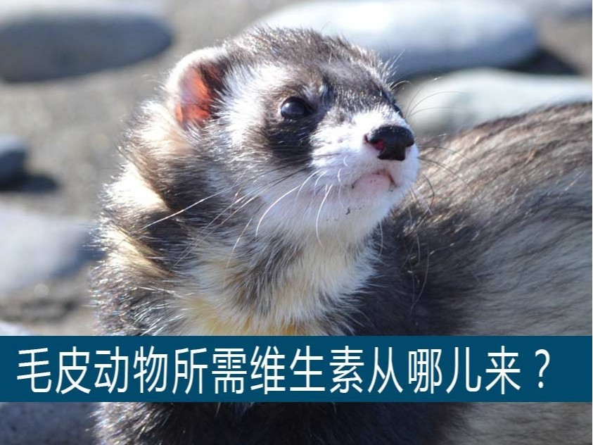 貂、狐貍、貉等毛皮動物生長所需的維生素從哪兒獲??？【康地恩養(yǎng)毛皮】