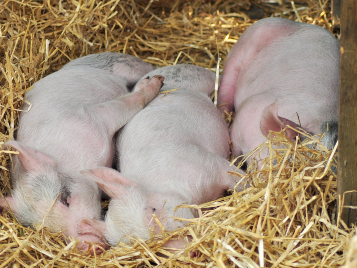 副豬嗜血桿菌病-青島康地恩豬藥廠家