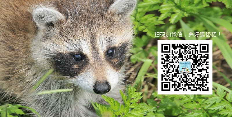 貂狐貉的旋毛蟲病的防治