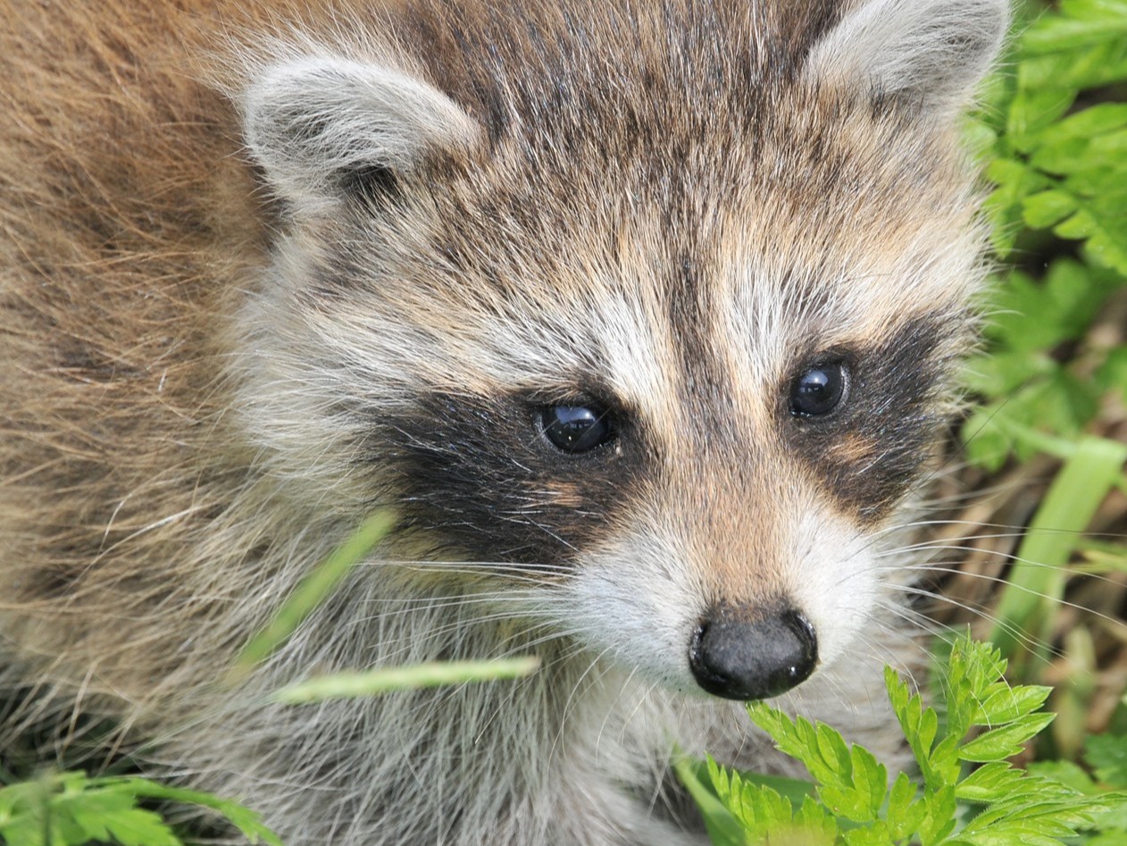 青島康地恩關(guān)于貂、狐、貉的旋毛蟲病的防治