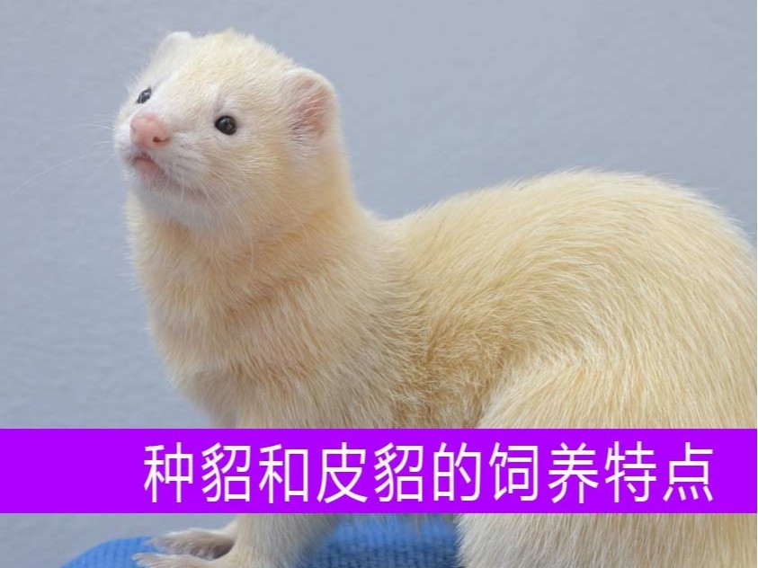 種貂和皮貂在飼養(yǎng)上各有什么特點？【康地恩養(yǎng)貂】