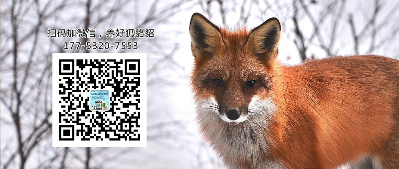 狐貍維生素A缺乏怎么辦？【康地恩貂狐貉飼養(yǎng)】