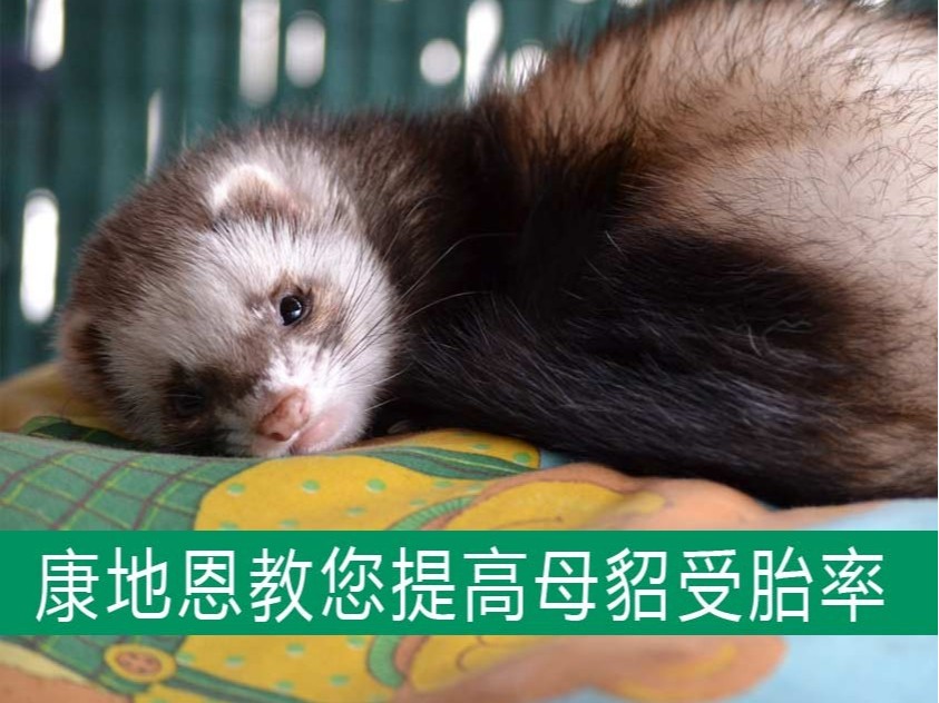 康地恩教您提高母貂受胎率，減少空懷！