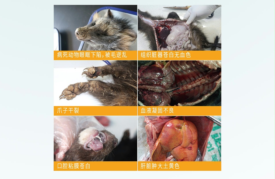 毛皮動(dòng)物的血蟲病鹽酸多西環(huán)素可溶性粉青島康地恩專賣3