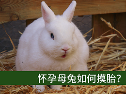 【康地恩養(yǎng)兔】懷孕母兔如何摸胎？
